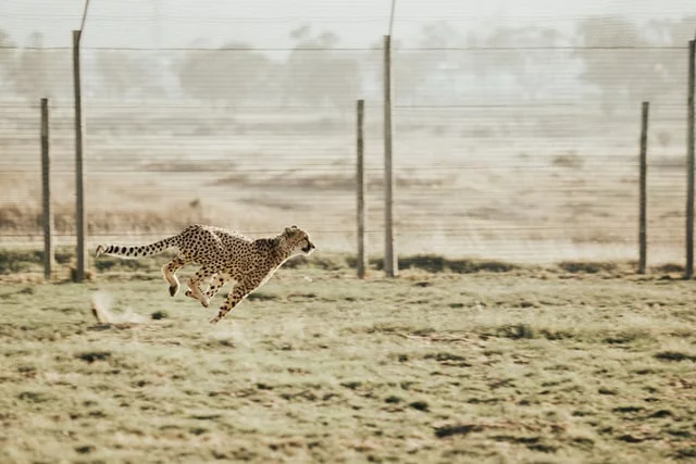 cheetah_running image